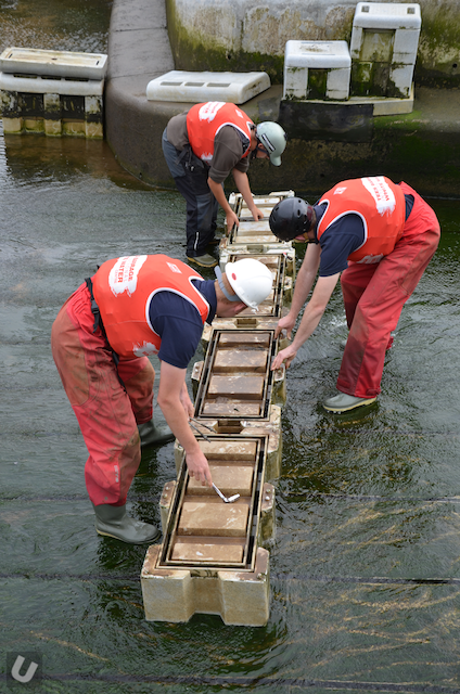 unsponsored_rapid_blocks 2