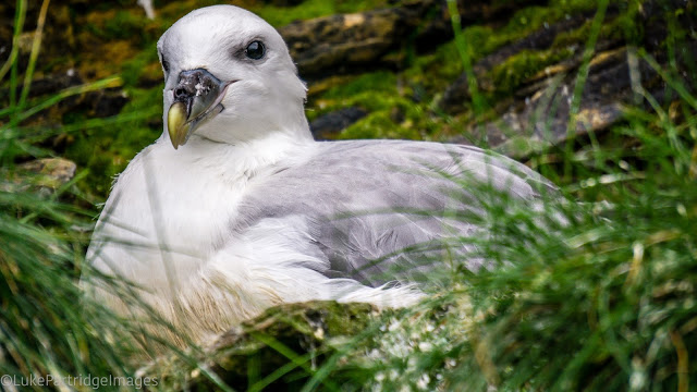 Kayaking the Pentland Firth